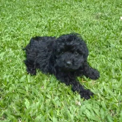 Poodle pretinho macho promoção