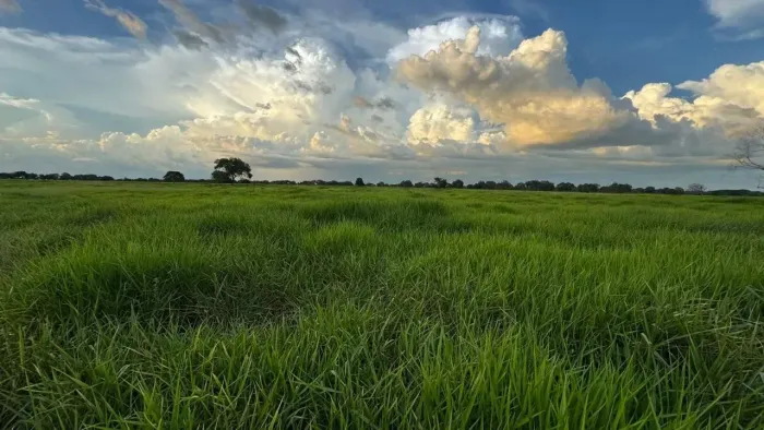 Excelente Fazenda a Venda - Aruanã - GO