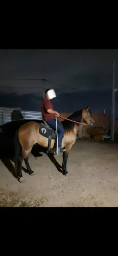 Cavalo Manga Larga Marcha Picada