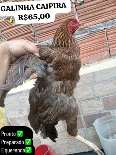 GALINHA CAIPIRA 
