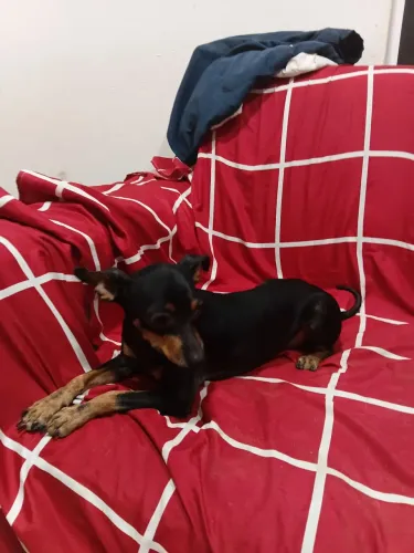 Vendo cachorro pinscher