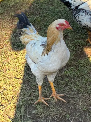 Galos Caipiras Novinhos