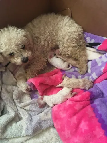 Poodle Toy