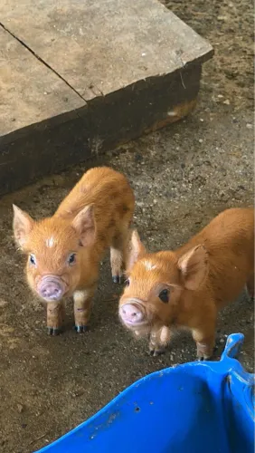 Vende-se cabras e mini porcos 