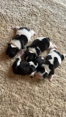 Vendo filhote de Bulldog francês