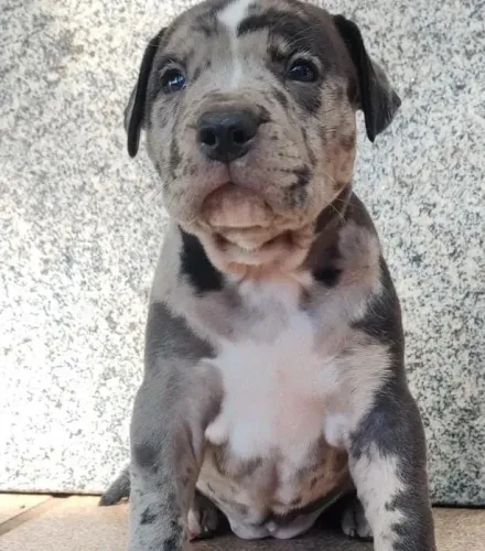 Filhotes de Pitbull puros