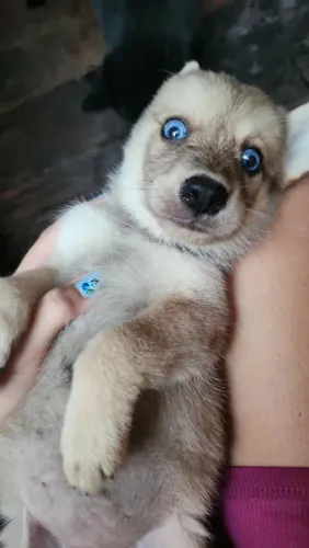 Vendo dois filhos misto de Husky siberiano e show