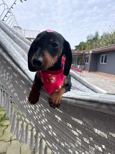 dachshund