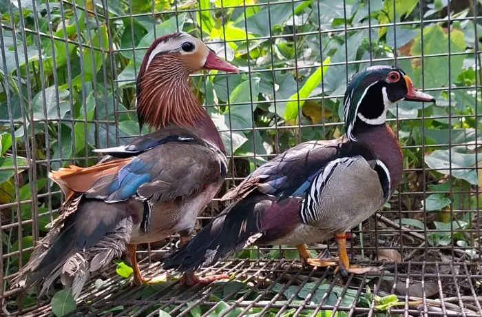 Mini Marrecos