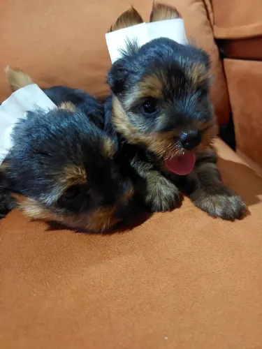 Yorkshire Mini Bibelô Lindos Filhotes com Pedigree 