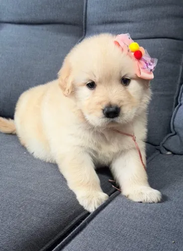 Golden Retriever