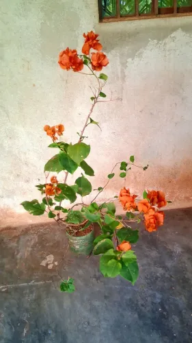 Primavera cor laranja