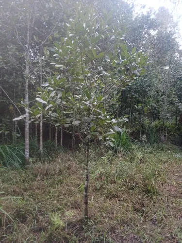 Planta guanandi