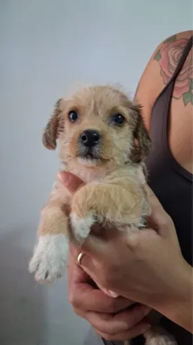 Cachorrinha porte pequeno