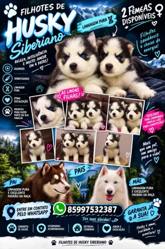 Husky siberiano