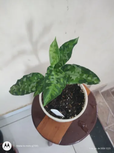 Plantas Aglaonemas