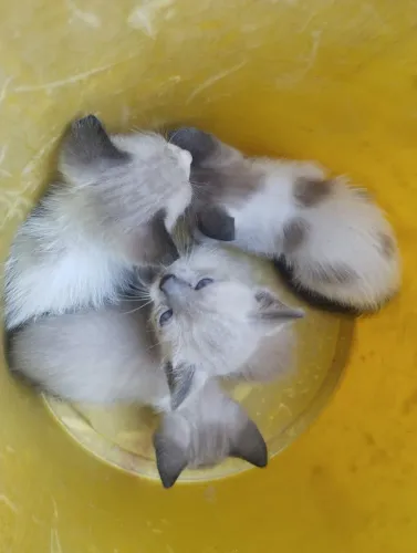 Gatos pra doação