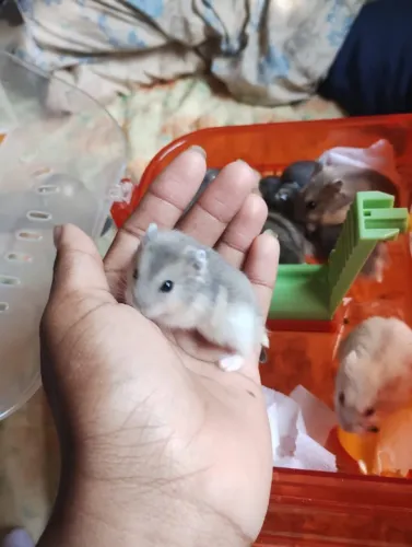 Hamsters filhotes