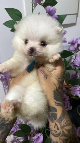 Lulu da pomerania anão! 