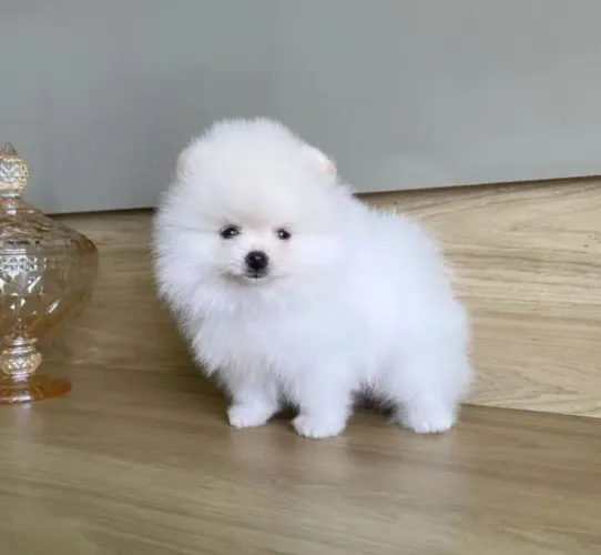 Lulu da Pomerânia Anões todas as cores