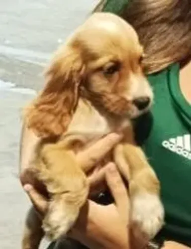 Cocker spaniel uma doçura para as crianças 
