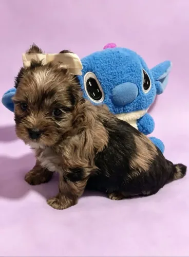 Yorkshire Merle