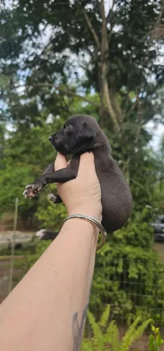 Galgo Italiano Macho SEAL - RARIDADE