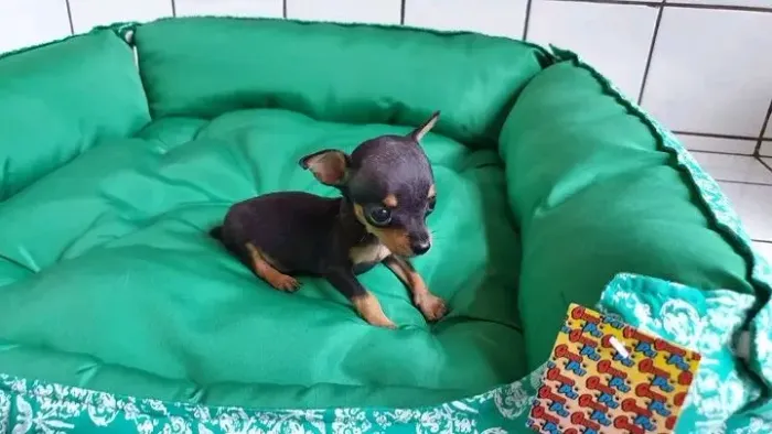 Pinscher Zero Canil Criação veterinária 