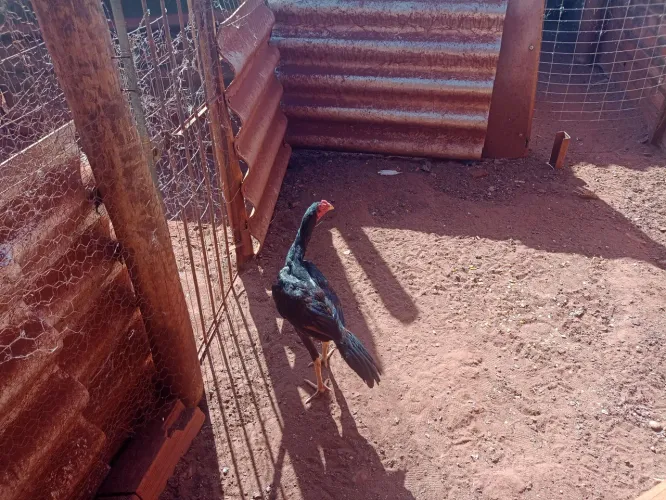 Vende se frango índio novinho