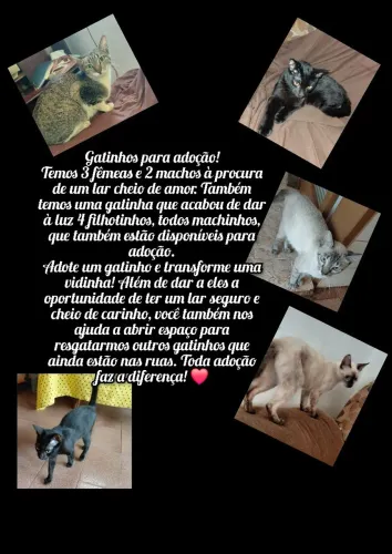 Gatos adoção