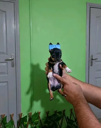 Mini Pinscher