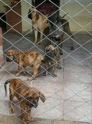  Fila Brasileiro  Cachorros com Pedigree 