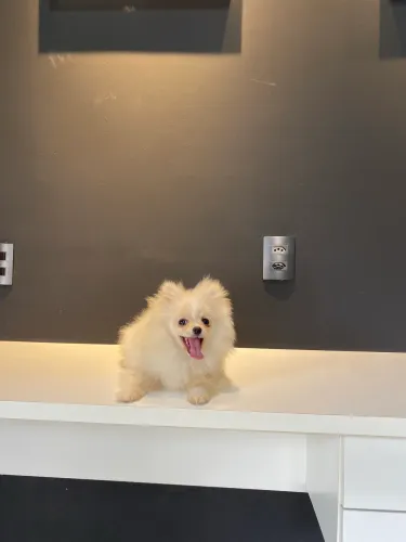Lulu da pomerania (macho )