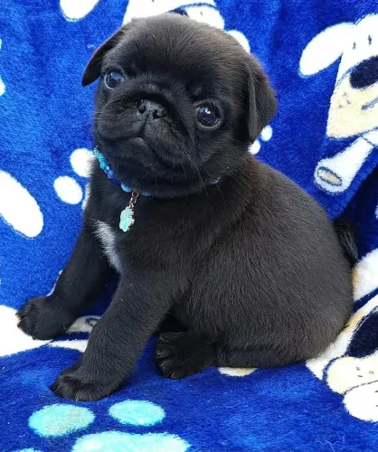 PROMOÇÃO PUG MINI MACHO A PRONTA ENTREGA