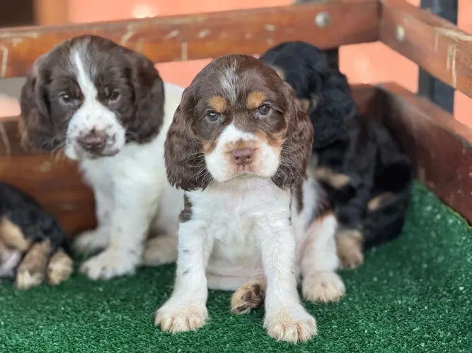 Cocker inglês - Traga alegria para sua casa 
