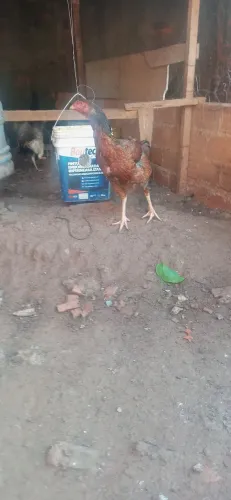 Indio gigante