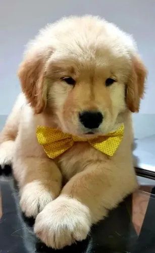 Charmosos filhotes de Golden Retriever