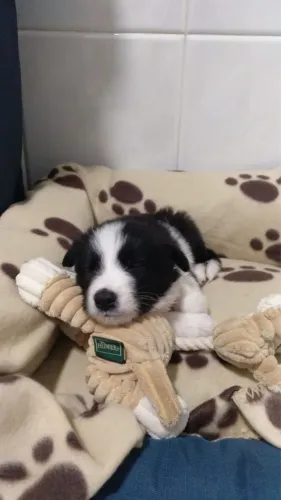 Filhotes De Border Collie - Um Amigo Cheio De Ternura