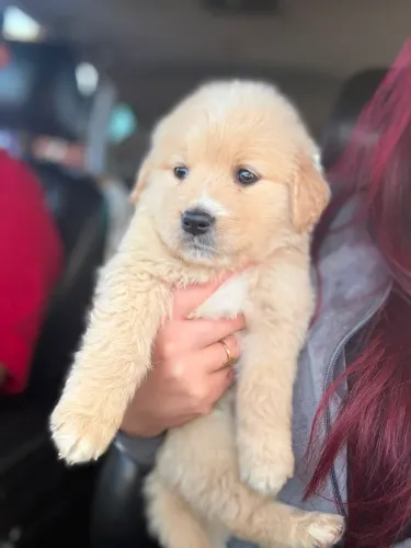 Golden