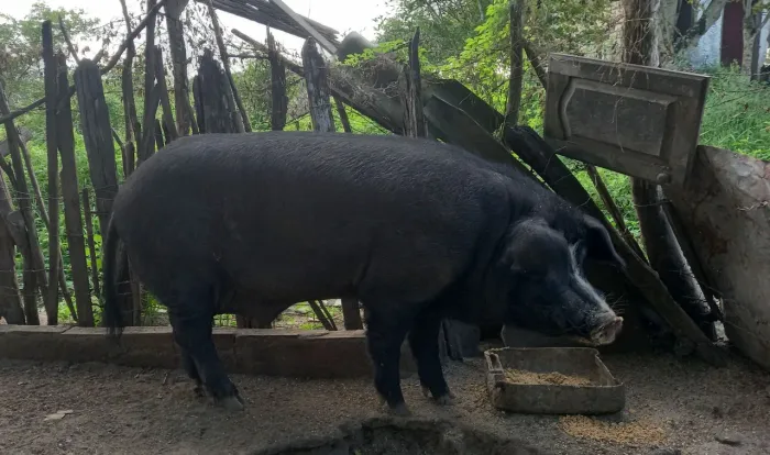 Porco Barrão