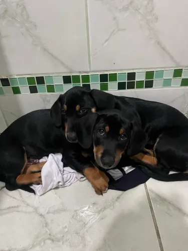 filhotes de dachshund