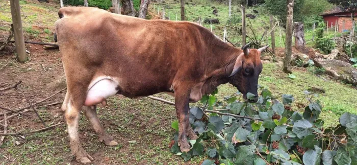 1 Vaca com bezerro e 1 novilha (1 ano e 10 meses)