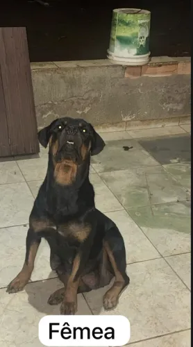 Filhote de rottweiler