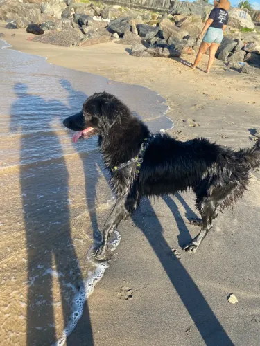 Cachorro pra cruzar macho