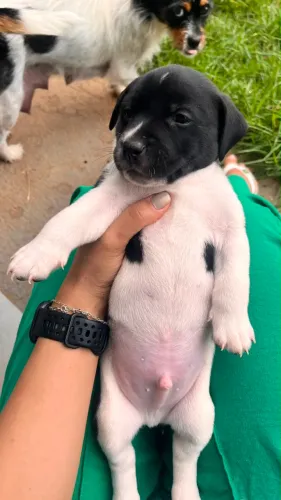 Filhote de Cachorro macho para adoção