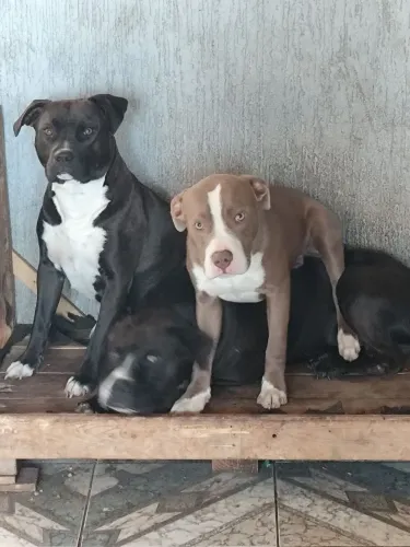 Doação filhote American Staffordshire 