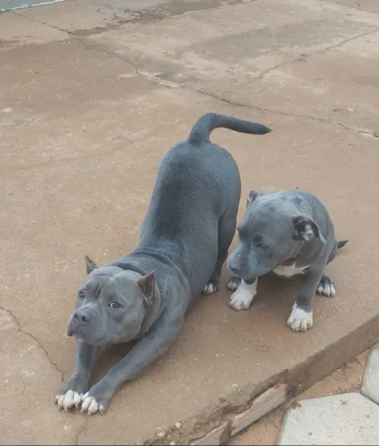 Filhota de amercan bully