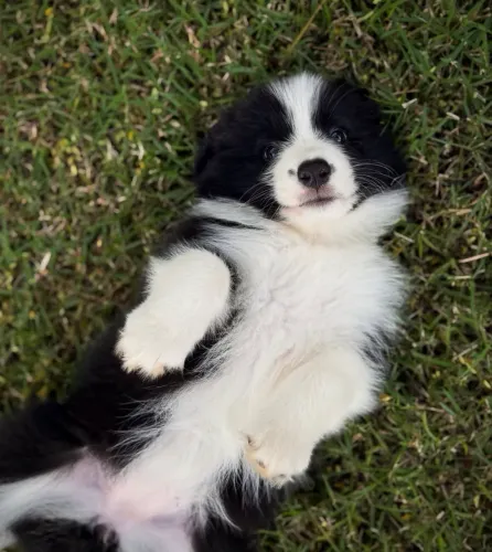 Filhotes fêmeas em loja !! Border collie¿ chame no zap agora