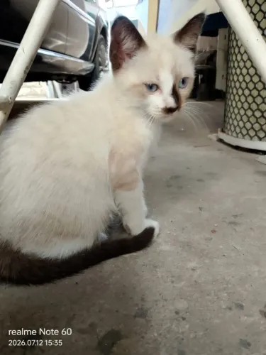 Gato macho ciamês 2 meses de nascido para doação 