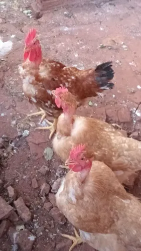 Vendo Galinha 
